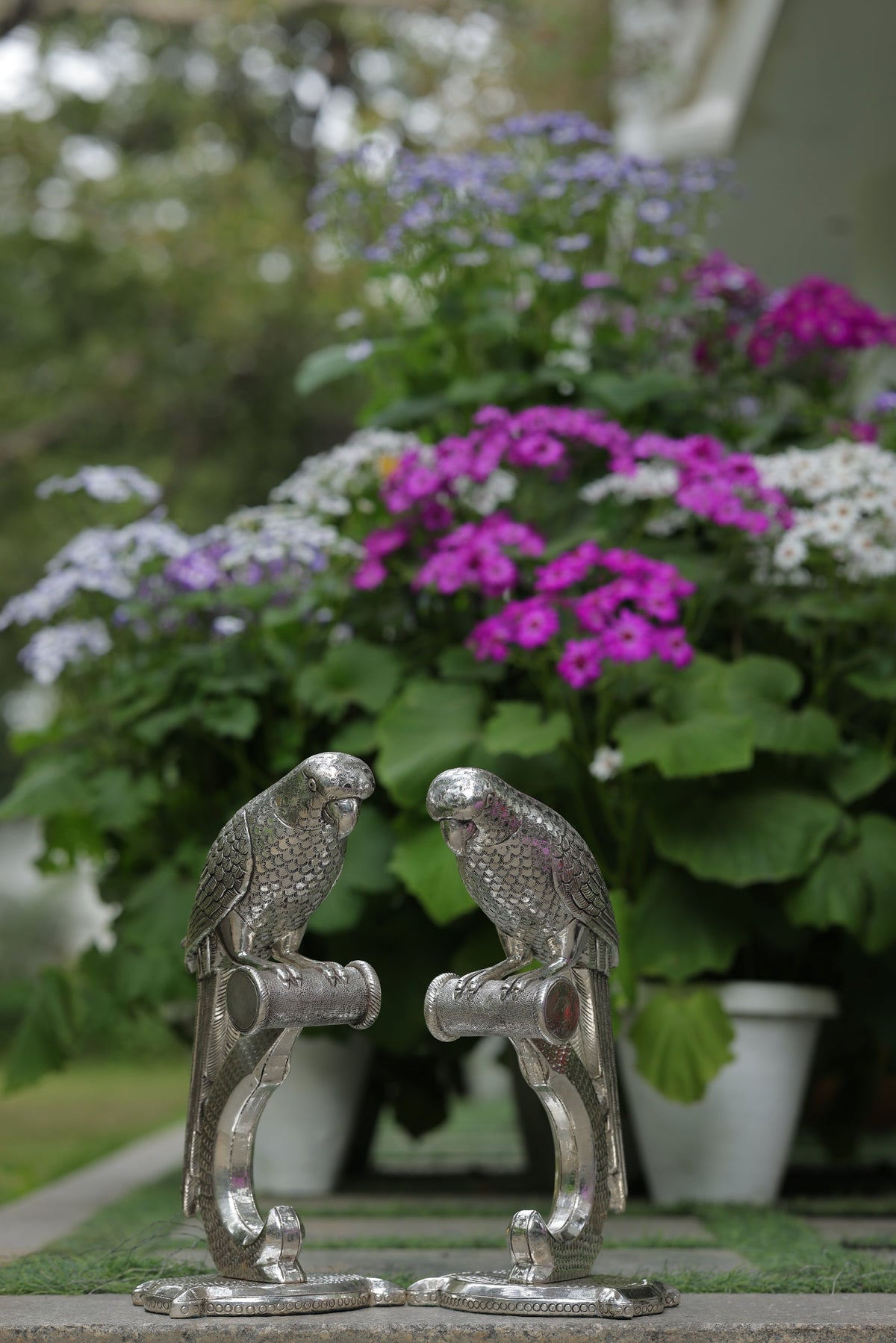 PARROT - SHUKA